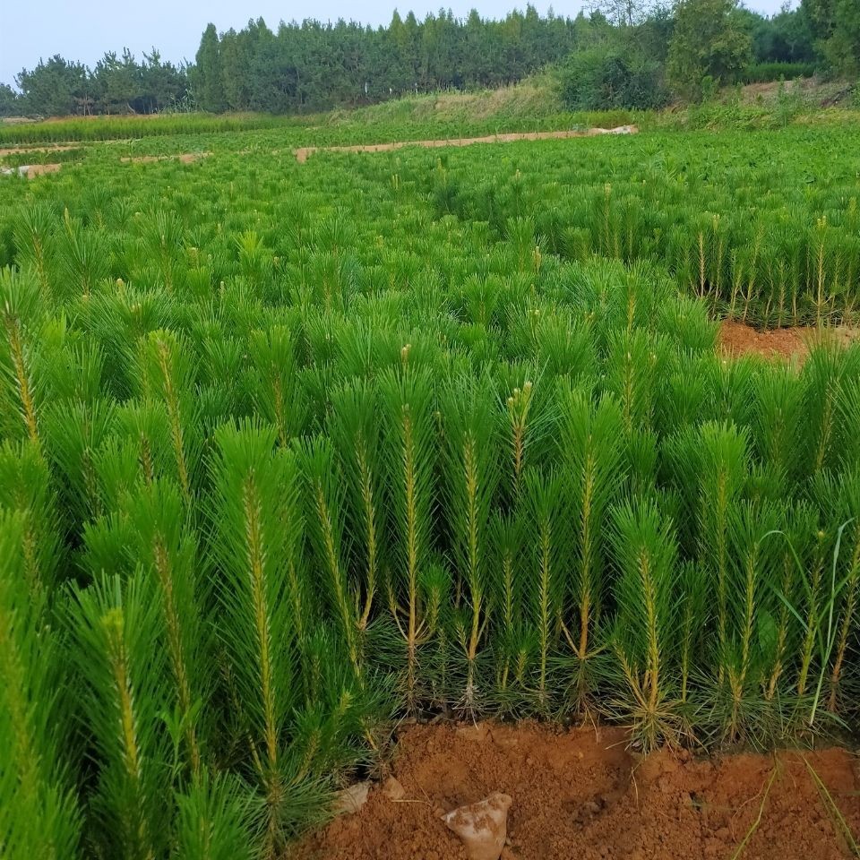 黑松松树苗绿化苗木迎客松盆栽造型盆景庭院耐寒树四季常青南北方