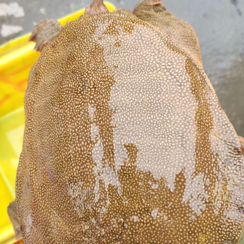 清水黄背黄油公甲鱼王八野外放养活体老鳖团普通盒装鱼鲜活海鲜