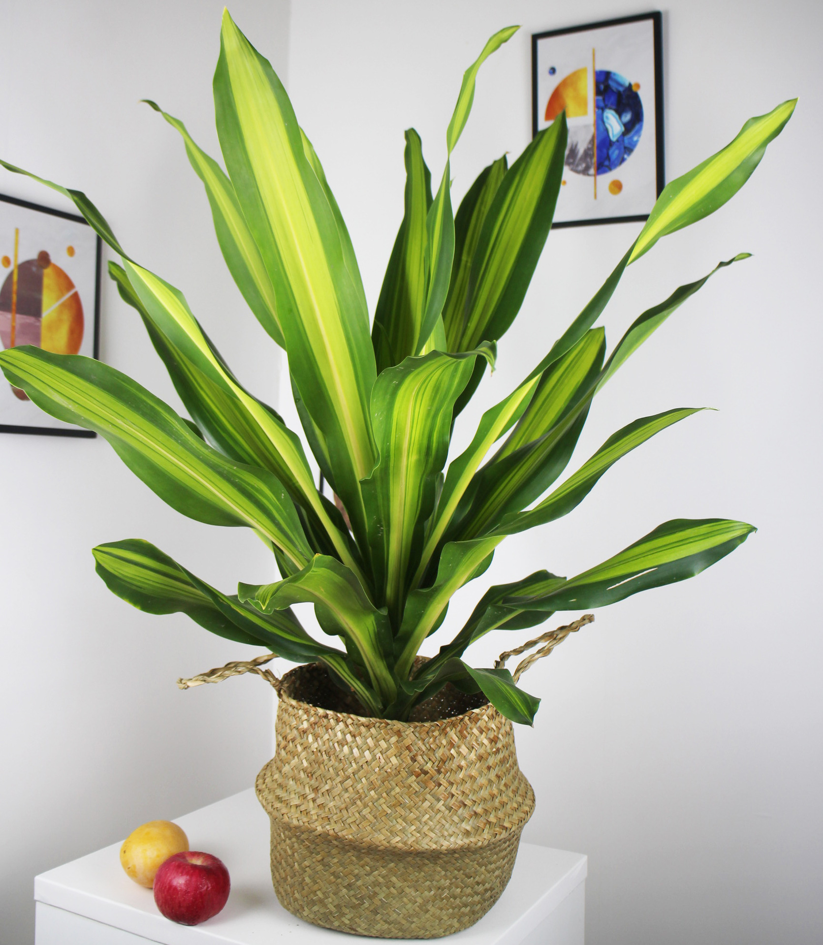 螺纹也门铁金边巴西铁树盆栽香龙血树室内植物客厅绿植花卉木植物