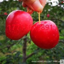 耐寒果树鸡心果小苹果树苗海棠果花红果树冬红果树苗南北方种植