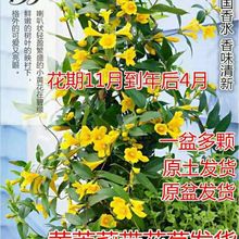 法国香水茉莉花盆栽爬藤植物耐寒耐热阳台庭院浓香四季花卉好养活