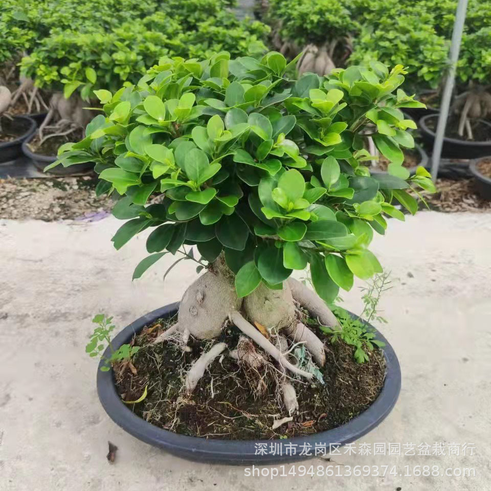 基地批发人参榕造型盆景栽室内阳台花卉植物地瓜榕易养活老桩榕树