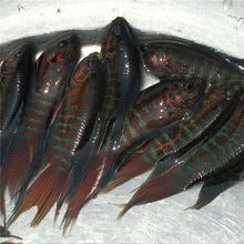 中国斗鱼不用打氧冷水鱼耐养好养淡水观赏鱼普叉鱼缸小型家用鱼