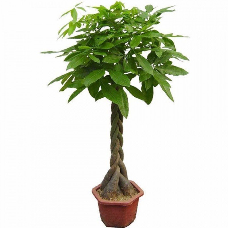 发财树盆栽大客厅绿植大型植物发财树盆栽绿植开业乔迁送礼大盆栽