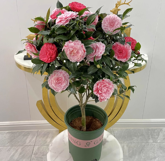 一件代发正黄旗茶花盆栽开纯黄色花阳台奇特名贵品种绿植花卉福建