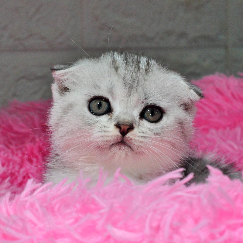 宠物苏格兰折耳猫英国短毛猫 渐层折耳猫 蓝猫折耳宠物猫幼猫活体