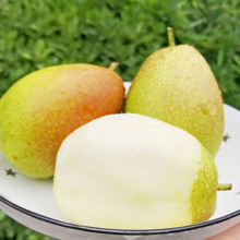 安徽正宗砀山酥梨10斤新鲜水果当季梨子酥梨香脆梨雪梨蜜包邮整箱