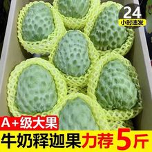 云南释迦新斤斤水果5当季番荔枝果佛头包邮鲜牛奶释迦果5凤梨特级