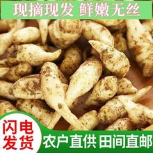 嫩姜芽【现挖现发】新鲜无丝子醋泡菜仔新鲜月子生姜一件批发厂家