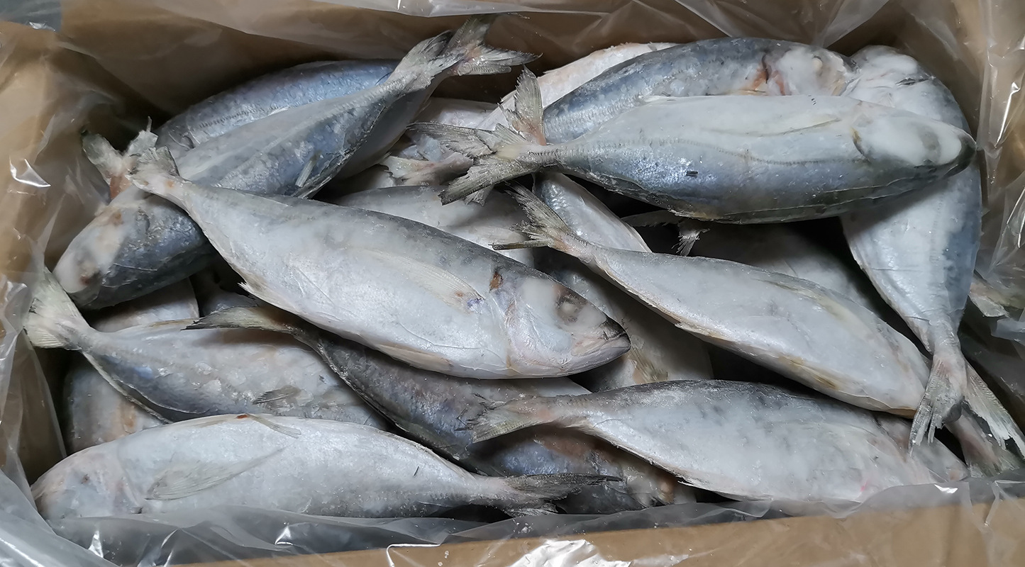 冷冻食品金绳海鱼灯光船冻改单冻品40-50条/箱金蝇鱼海捕速冷冻货
