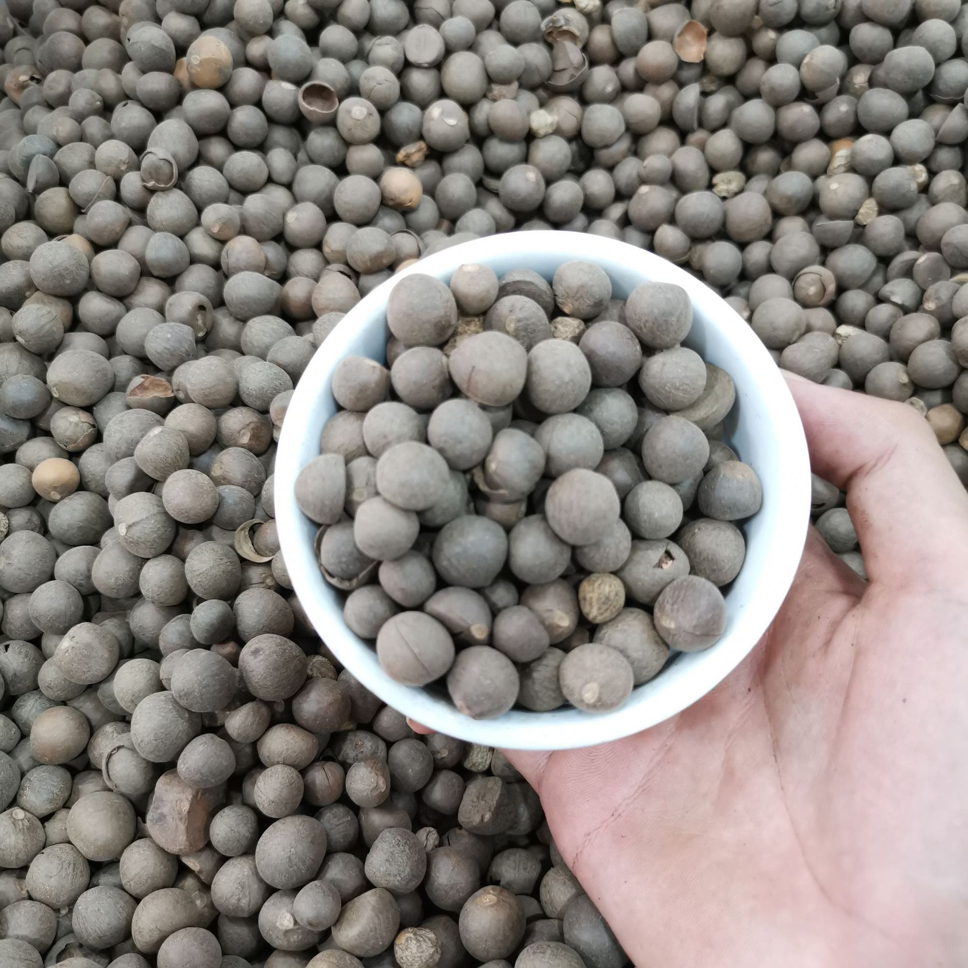 茶种子茶叶种子绿茶铁观音龙井茶树种子货到付款量大优惠