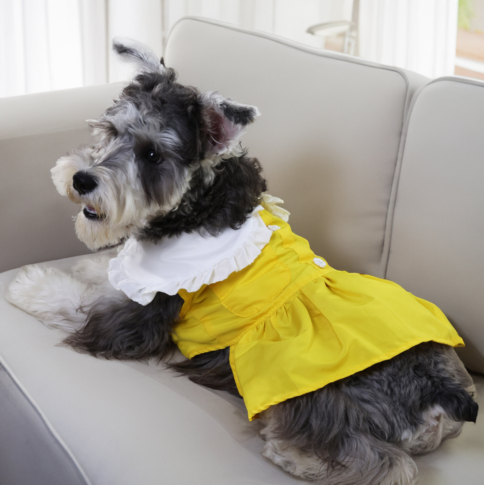 夏装薄款娃娃领裙子宠物狗狗学生小型犬泰迪比熊狗狗衣服工厂代发