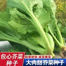 包心甜芥菜种子 四季阳台小院盆栽酸菜农家蔬菜种子菜园地播种植