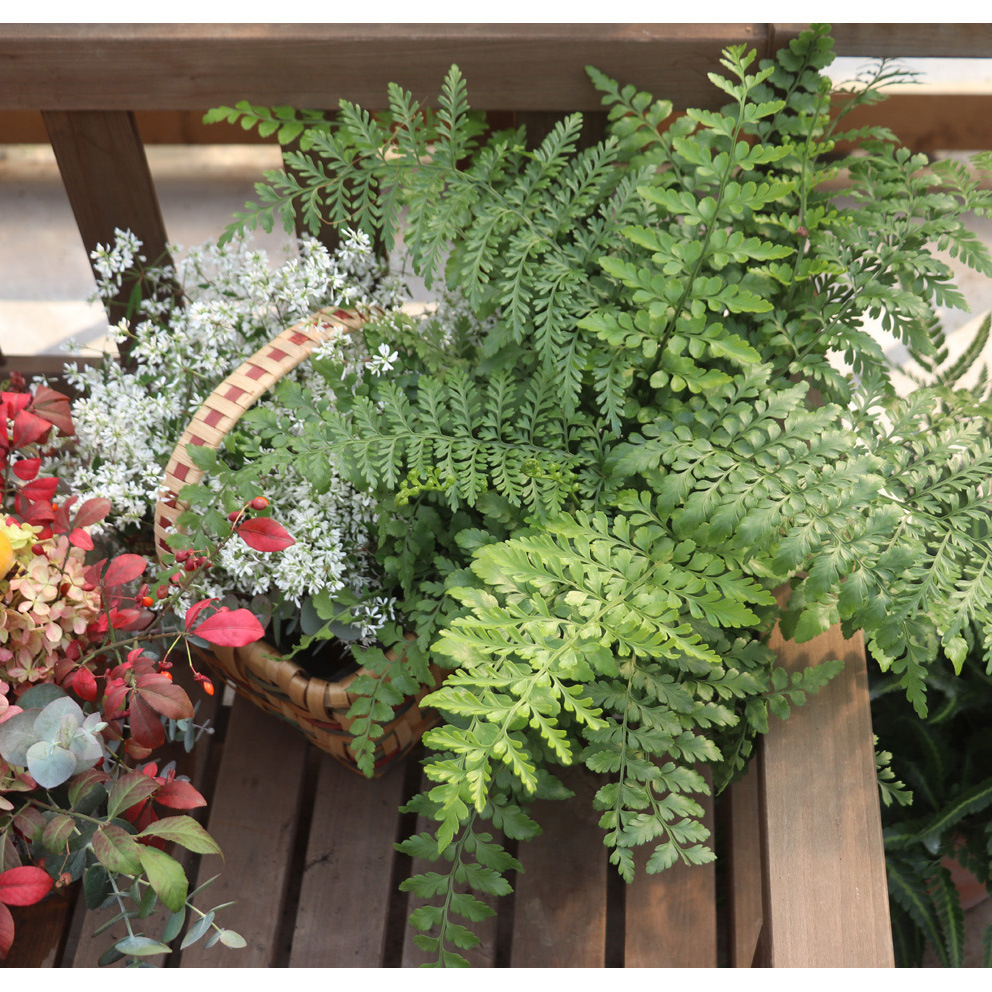 【嘉瑞】宝石蕨 吉姆蕨 盆栽苗  净化空气常绿观叶 室内 阳台