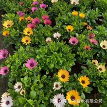 南非万寿菊 众泽花卉种植基地2024年新品 黄紫白多色 11CM营养钵