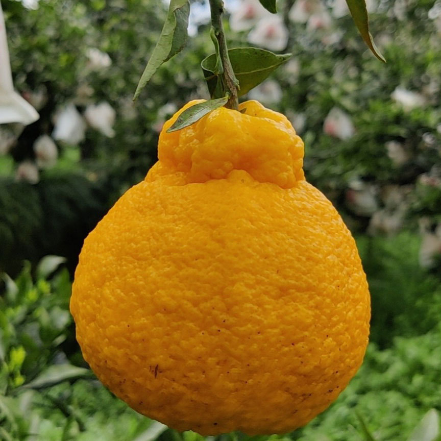 四川柠檬不知火