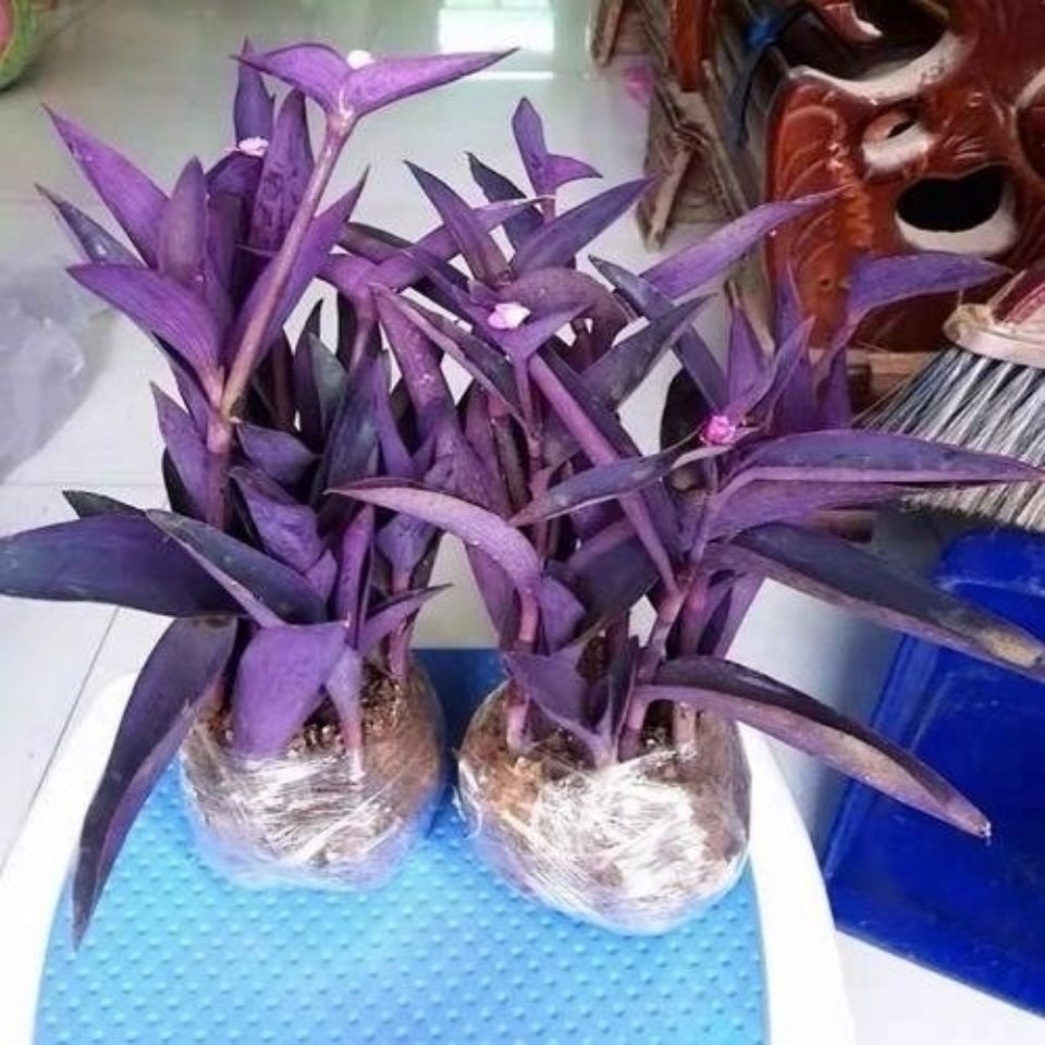 紫叶吊竹梅吊兰绿植 盆栽花卉 垂吊室内桌面客厅紫罗兰青白玉吊兰