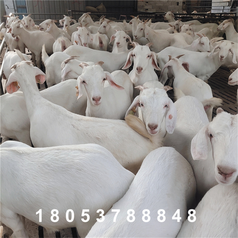 出售白山羊 白山羊成年孕羊 美国白山羊种羊养殖场