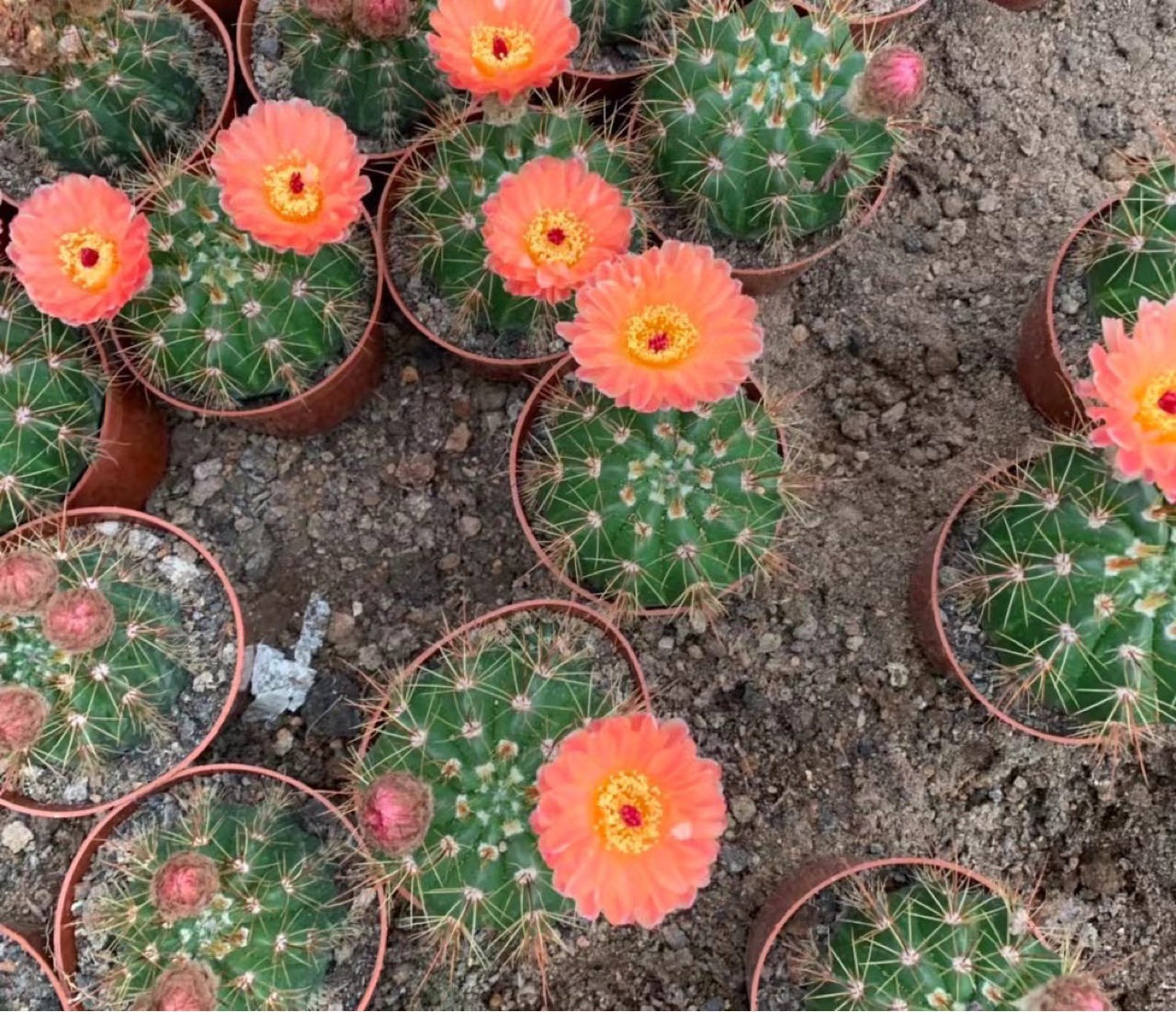 红花青王实生仙人球盆栽玫瑰鲜花掌形多肉多肉植物