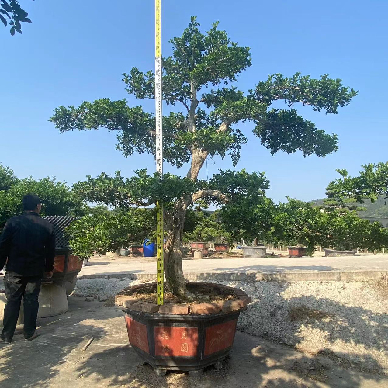 福建九里香盆景基地批发 造型九里香产地 七里香规格齐全