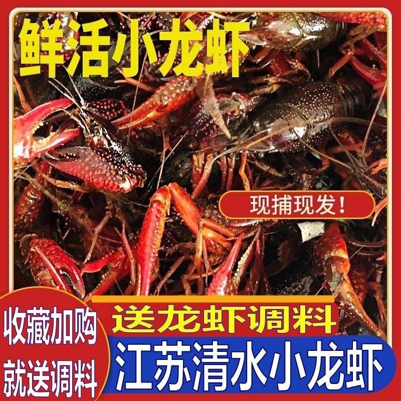 江苏清水养殖鲜活小龙虾中青中红水产批发1斤3斤5斤其他食用冷藏