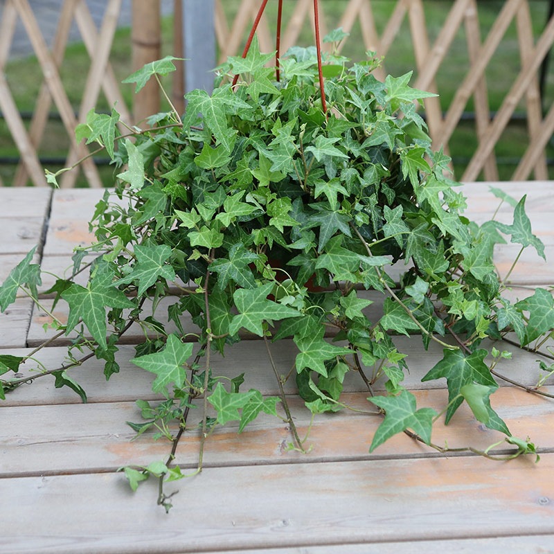 常青藤吊兰盆栽室内阳台垂吊盆栽花卉 藤爬植物 金边青叶常春藤