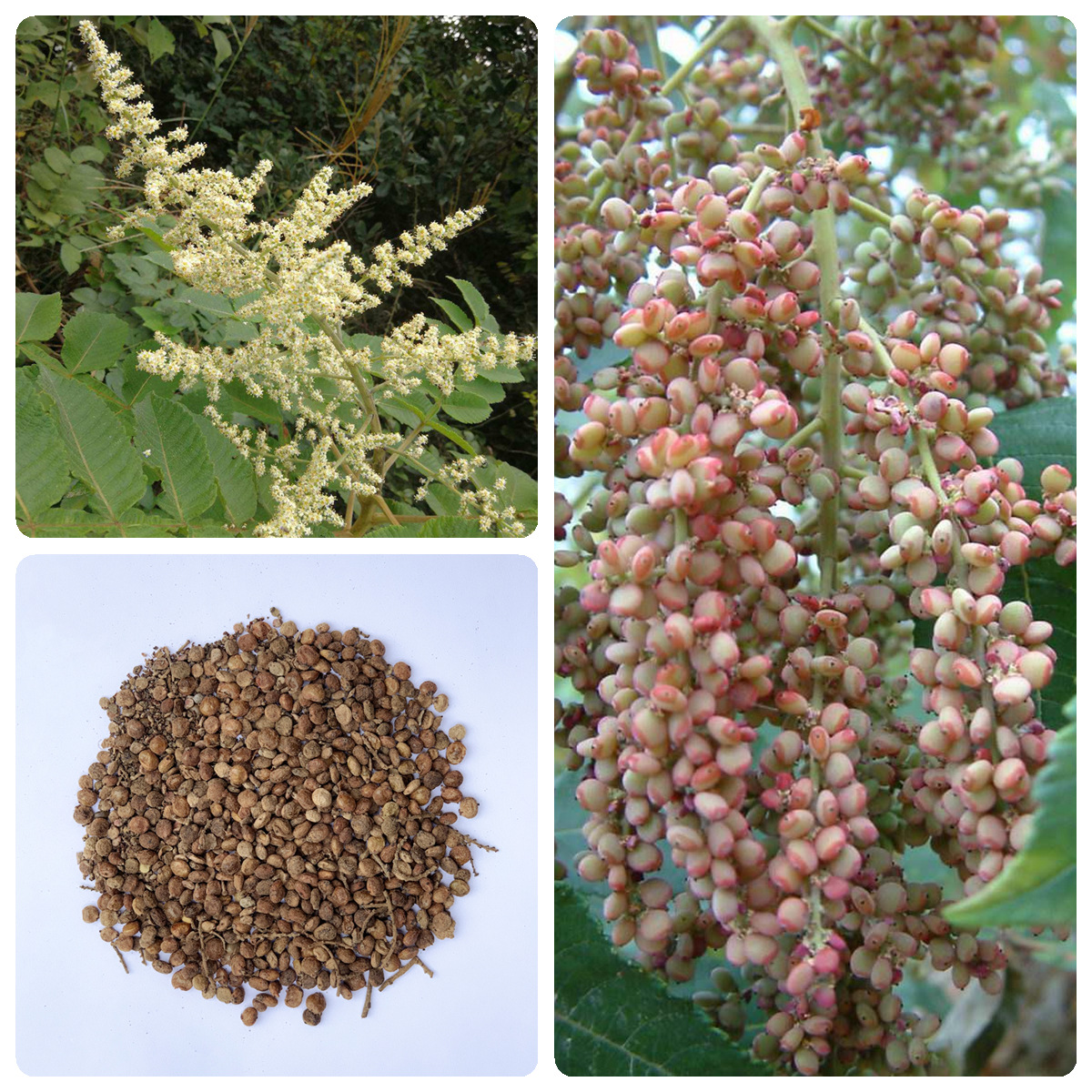 五倍子盐肤木种子