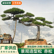 别墅庭院造型赤松基地直供自家小院子门前小盆景造型松树黑松油松