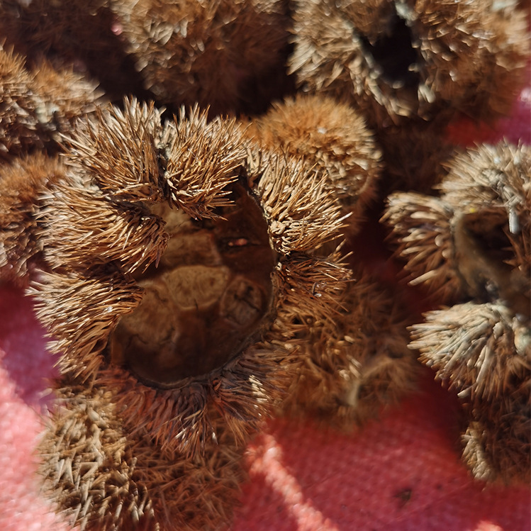 中草药原料1斤板栗带刺球壳风栗壳刺球板粟刺壳晒干迁西栗子毛球