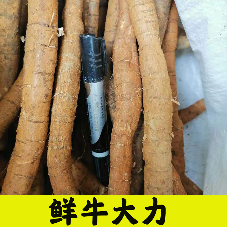 批发 新鲜牛大力 产地供应牛大力根 营养煲汤料