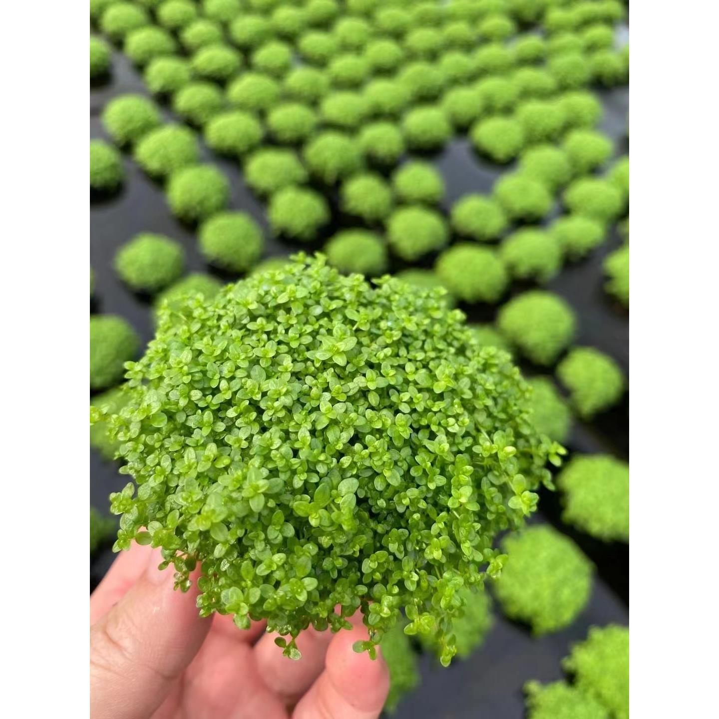 迷你矮珍珠小坨草鱼缸造景水草场直发懒人水培增氧淡水草活尚ssb