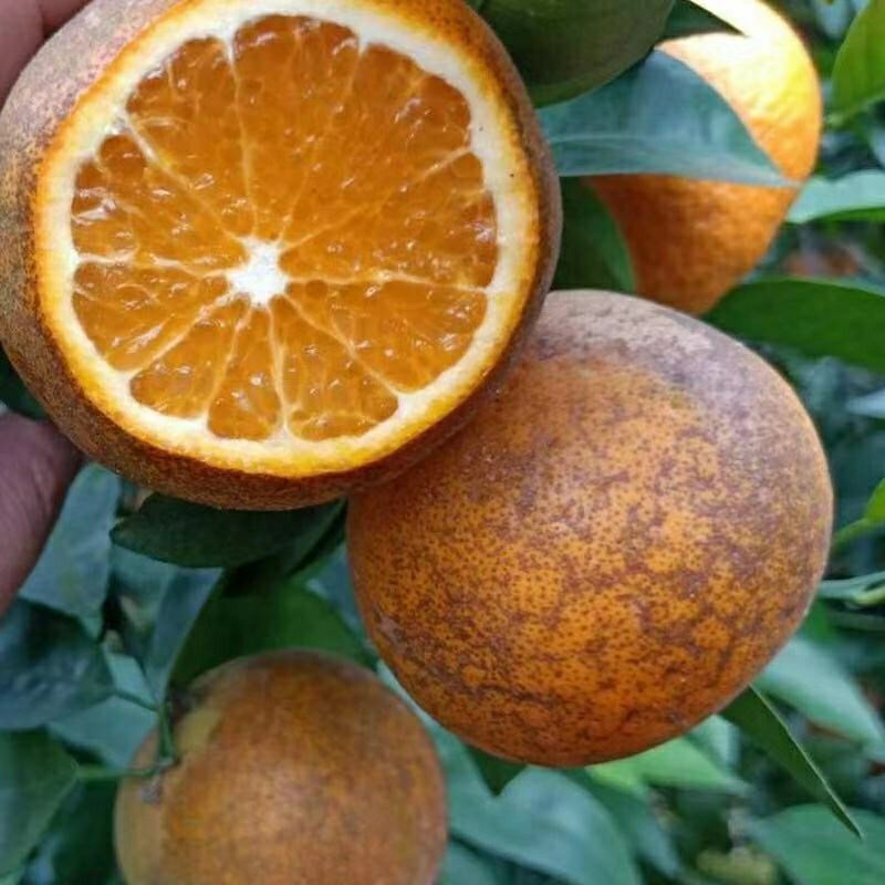 广西现摘新鲜甜乌柑非洲黑柑丑沃柑橘子茂谷柑桔子当季现发黑皮