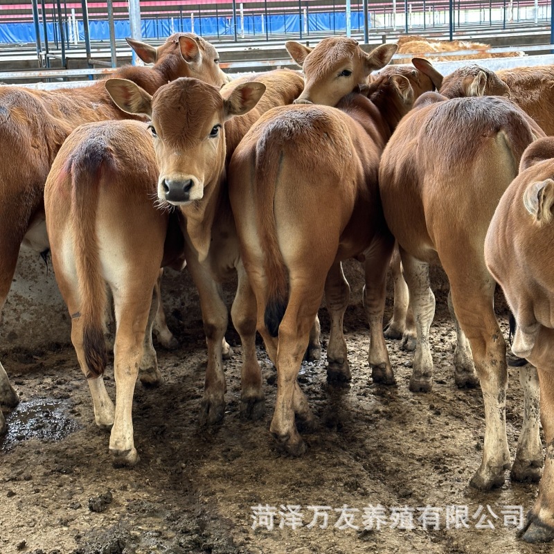 养殖场肉牛犊改良鲁西黄牛价格云南肉牛犊养殖场 黄牛育肥的利润