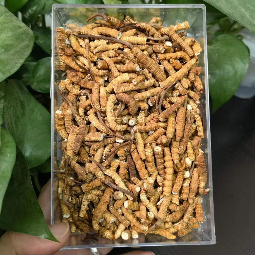 冬虫夏草 冻干草断虫草断草 虫草礼盒/滋补品/干货批发支持代发