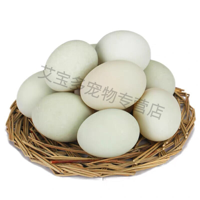 鸭子宠物种蛋新鲜宠物蛋网红可达柯尔鸭宠物小型好养受精蛋可孵化