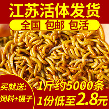 批发面包虫黄粉爬宠昆虫活饵饲料