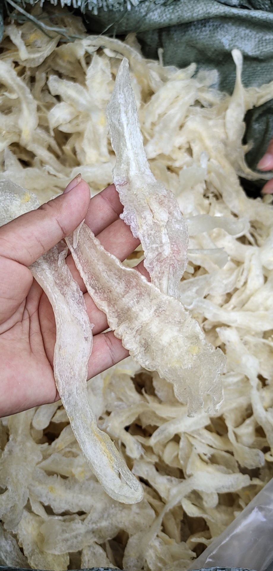 水发淡水金龙鱼胶花胶 500g 阿里巴巴批发北海花胶鱼肚 酒店食材