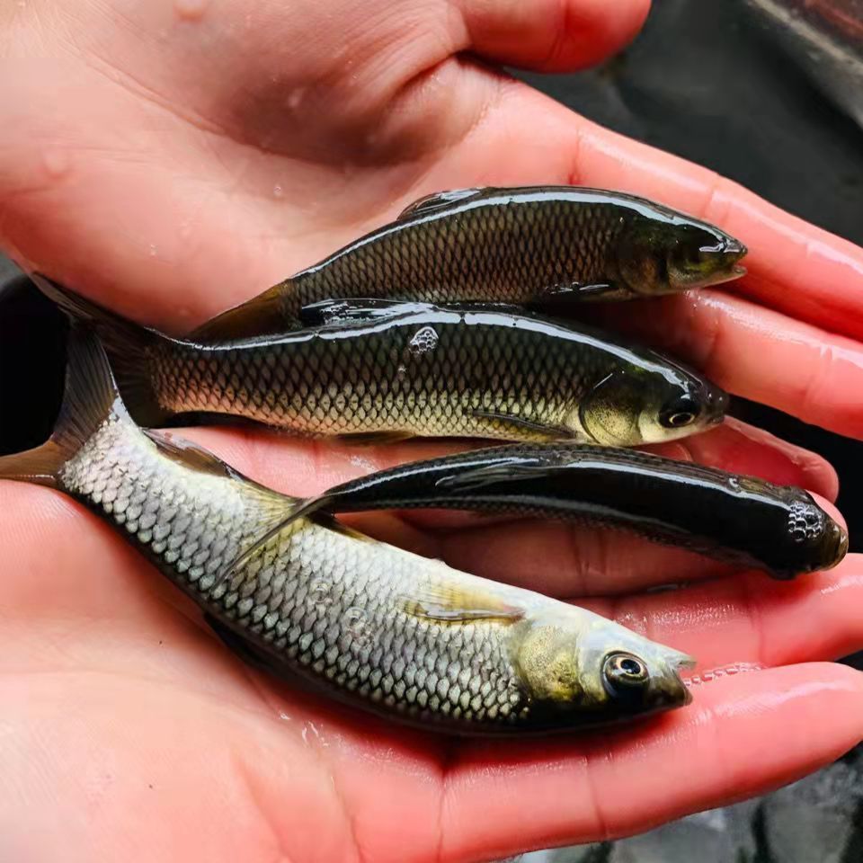 草鱼苗脆肉鲩鱼苗草鱼鱼苗草鱼苗批发淡水养殖草鱼苗活体四大家鱼