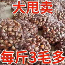 年新鲜板栗斤农家现摘生毛栗子油栗非迁西板栗