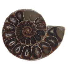 天然对开海螺化石切片斑彩螺吊坠菊石螺月光宝石玉华螺化石