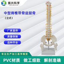 中型脊椎带骨盆腿骨模型（立式）人体脊椎教学模型厂家批发