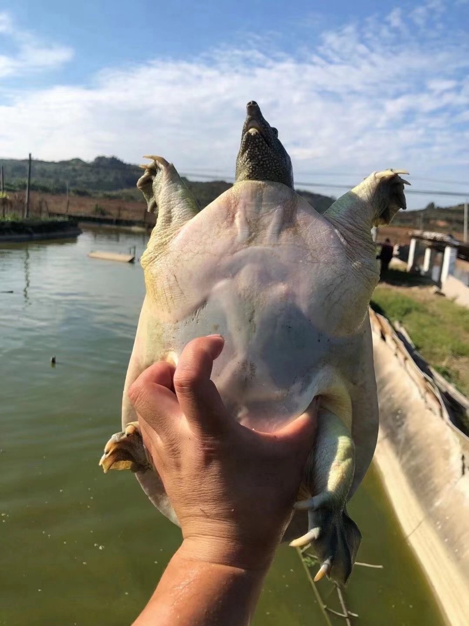 万绿湖活大甲鱼王,鳖王,生态大甲鱼,活大团鱼,大活老鳖王