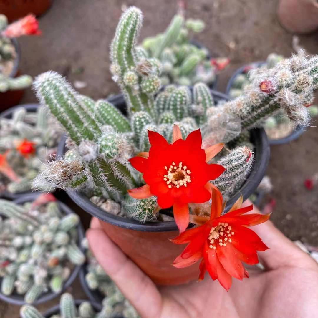 白檀开花仙人球仙人指盆栽植物毛毛虫仙人掌易种多肉植物春季开花