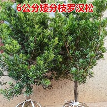 罗汉松树苗大树基地直销老树桩庭院别墅地栽盆栽耐寒大型绿植物