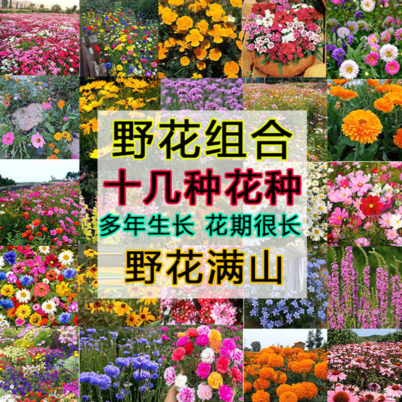批发多年生四季开花组合野花园林庭院花种种子花籽景观宠物园艺