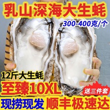 乳山生蚝鲜活顺丰生蚝肉新鲜特大牡蛎带壳海蛎海鲜水产整箱烧烤蚝