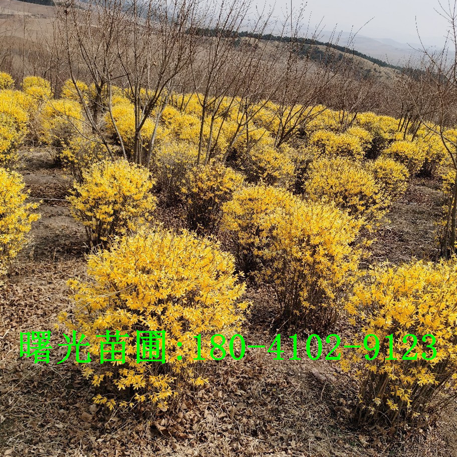 东北连翘 连翘球 树苗 迎春花 连翘小苗绿篱绿化行道价格优惠