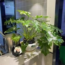 龙鳞春羽室内不需要阳光的绿植办公室水培植物耐阴吸甲醛观叶盆栽