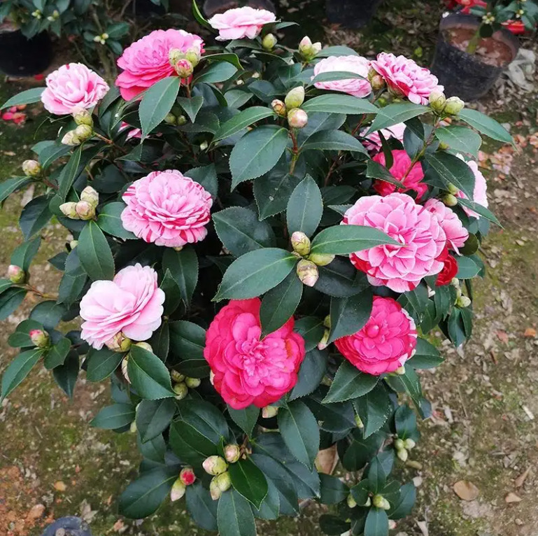 大五宝茶花批发室内水培树苗植物盆栽花卉家用盆景绿植大型茶花树