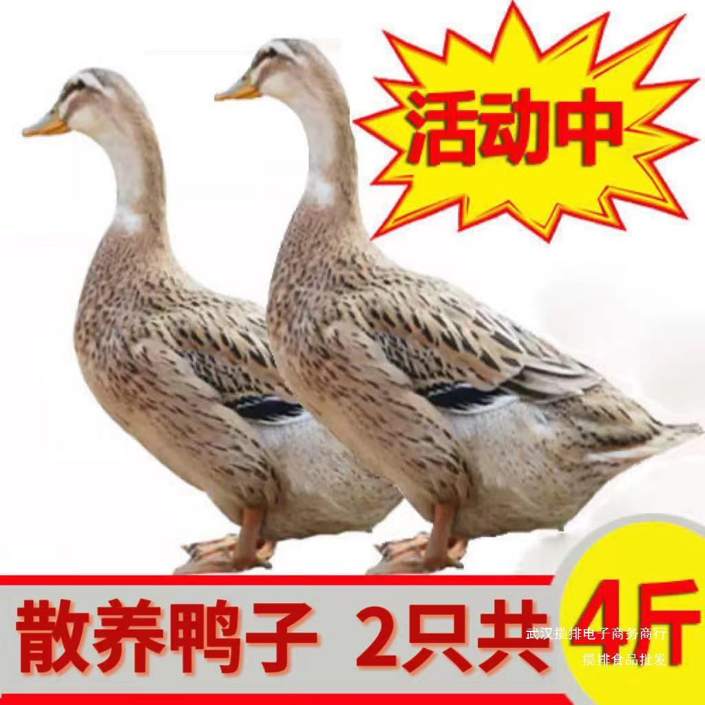 1斤一只农家散养土鸭老鸭麻鸭新鲜鸭生鸭肉鸭子鲜-阿里巴巴